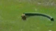 Funny Animals