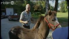 Chevaux maltraités, quelles sont les solutions ?