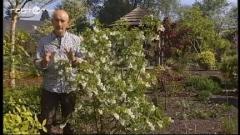 Francis Peeters - Staphylea holocarpa