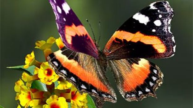 Papillon