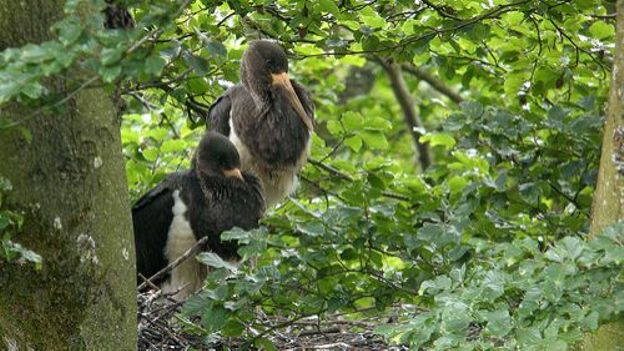 La cigogne noire réside en zone humide