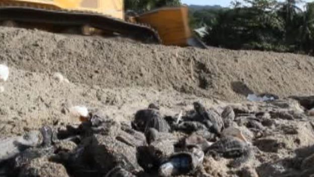 Les engins de chantier auraient détruits des milliers d'oeufs de tortues luth