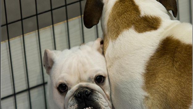 En 2011, la mère avait volé un bouledogue anglais dans une animalerie à Liège (illustration).
