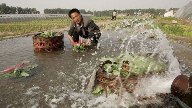 Cultures en Chine