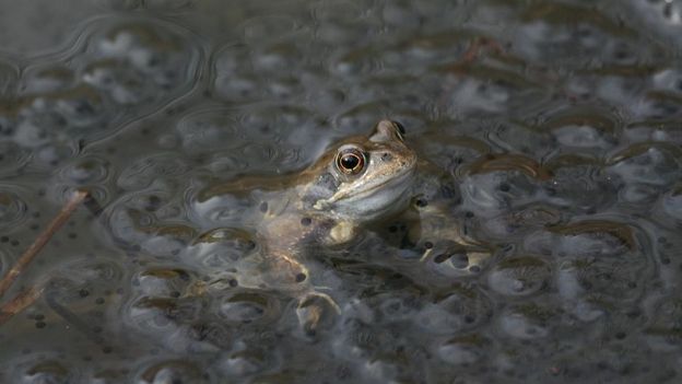 La grenouille rousse que l'on peut trouver dans la réserve naturelle