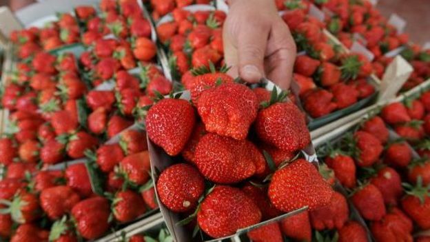 Les fraises de Wépion