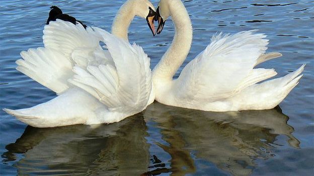 Un couple de cygnes