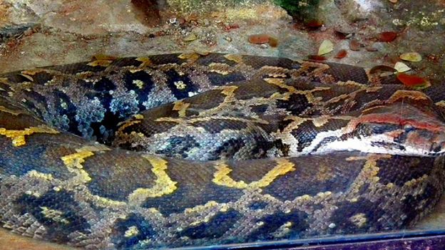 Le tribunal a estimé que la saisie ne se justifiait que pour 6 animaux, dont 3 pythons.