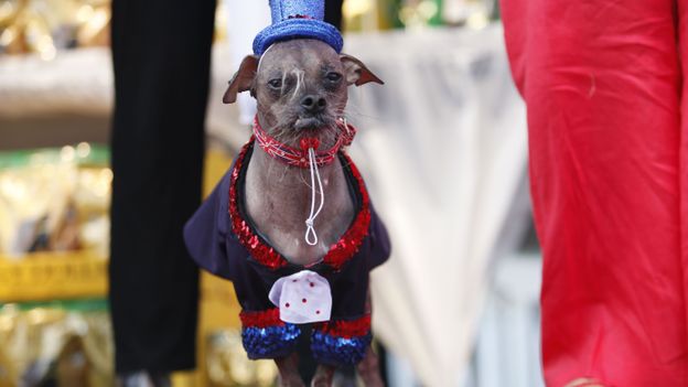  "Mugly" élu chien le plus laid du monde