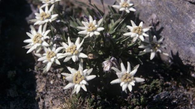 Un massif d'edelweiss