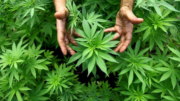 300 kilos de résine de cannabis ont été saisis dans des bus faisant la liaison entre le Maroc et la Belgique