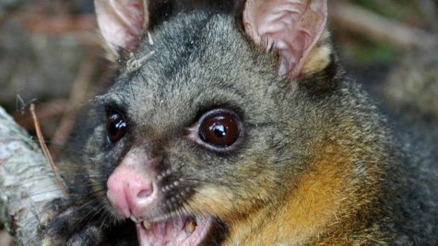Phalanger-vulpin ou possum ou cousou