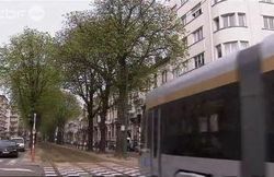 arbres en ville 