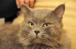 Voyager avec vos animaux de compagnie