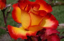 rose 