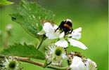 Agenda des évènements autour du jardin - début mai 2013