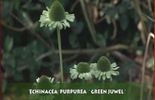 Echinacea purpurea 'Green Juwel'