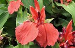 Francis Peeters - Roscoea purpurea