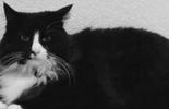 Un chat en pleine crise existentielle fait le buzz