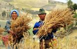 Nature : L'année du Quinoa