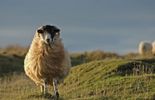 L'Irlande va vendre des actifs publics pour rembourser la dette