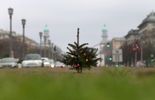 123 Des sapins de Noël, il y en a pour tous les goûts et à tous les prix