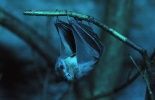 123 Des chauve-souris porteuses d'un virus proche d'un nouveau coronavirus