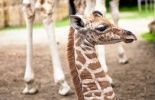 123 Ndale, un girafon d'1,80 mètre, est né au parc animalier de Planckendael