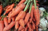 123 Carottes, citrouilles et céleri pour un concert à Madrid 