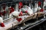 123 Mexique: une épidémie de grippe aviaire a été enrayée