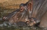 123 USA: la plus vieille hippopotame du monde meurt à 62 ans dans un zoo