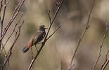 Planète Première: Compter les oiseaux