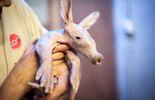 123 Zoo d'Anvers: un oryctérope a vu le jour dans le parc animalier