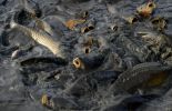 123 France: des vandales vident l'étang, hécatombe de poissons et tortues