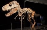123 USA: un Américain accusé de trafic de dinosaures arrêté