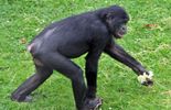 RDC: les bonobos en danger à cause de la déforestation