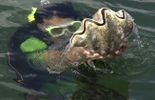 123 Une empreinte dentaire permet d'identifier la grand-tante des mollusques