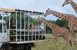 123 Philippines: des girafes, vestiges de la folie du dictateur Marcos 