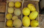 123 Carottes, citrouilles et céleri pour un concert insolite sur un marché de Madrid