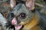 123 Nouvelle-Zélande: le "possum", un marsupial tueur de kiwis, objet de haine
