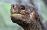 123 Galapagos: une espèce de tortue géante totalement disparue