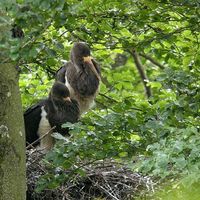 La cigogne noire réside en zone humide