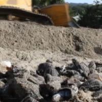 Les engins de chantier auraient détruits des milliers d'oeufs de tortues luth