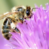 Illustration: une abeille