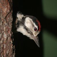 Les cousins actuels de cet oiseau préhistorique, les pics-verts, sont arboricoles