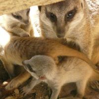 La famille suricate s'est agrandie