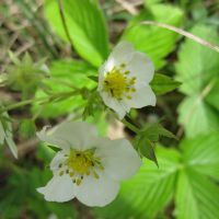 Fraisier des bois en fleur