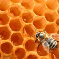 Abeille
