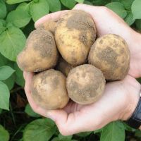 Pommes de terre