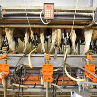 Le prix du lait n'est pas assez cher pour les agriculteurs